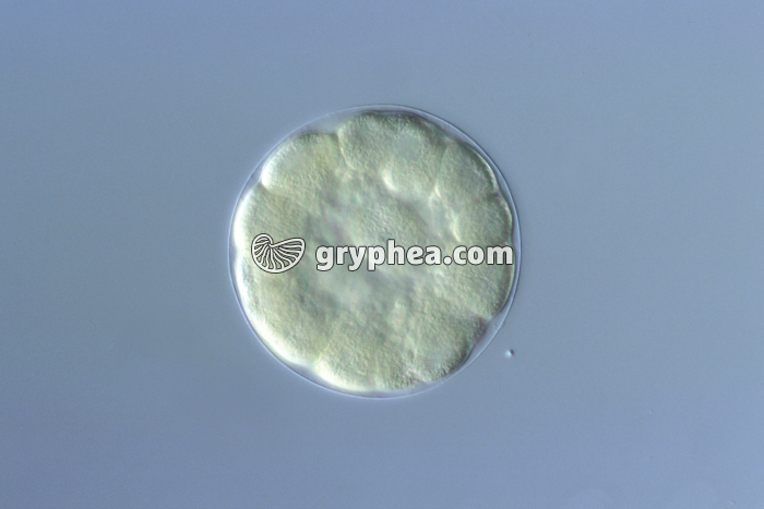 Oursin - Embryon au stade Morula x100 - gryphea.com